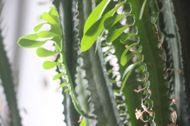 Çiçek yakın görünüm