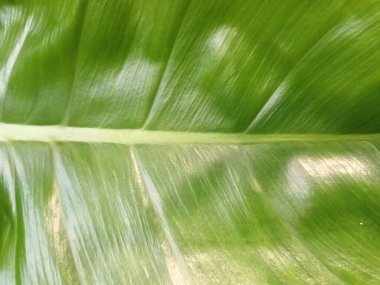 Yeşil çiçek yakın görünüm