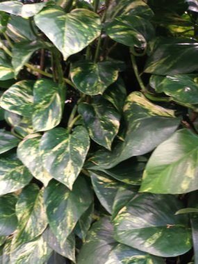 Yeşil çiçek yakın görünüm