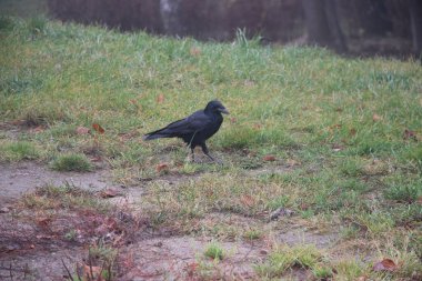 yakın çekim vahşi görünümde karga