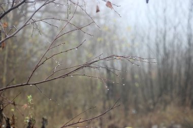 Sonbahar sonu sis görünümü 