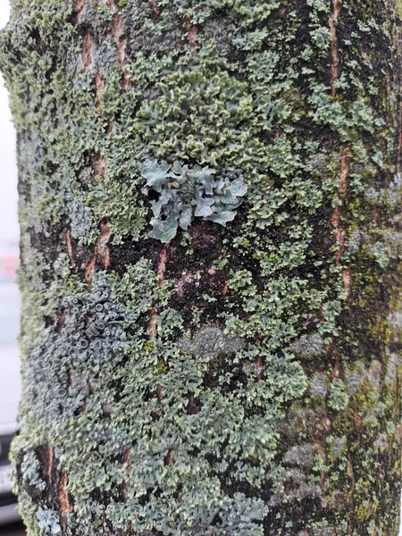 Tree Trup Textura Pozadí Zblízka Ranním Světle — Stock fotografie