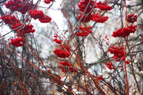 Bayas Rowan Árbol Invierno — Foto de Stock