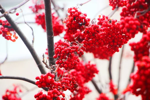 Рябиновые Ягоды Зимнем Дереве — стоковое фото