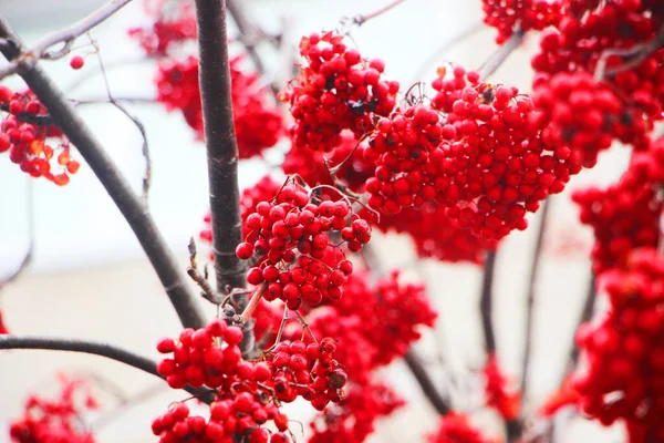 Bayas Rowan Árbol Invierno — Foto de Stock