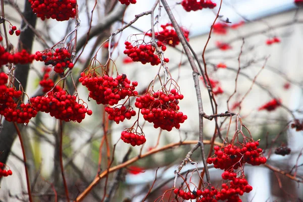 冬の木のローワンベリー — ストック写真