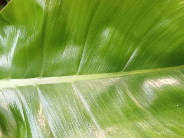 Bunga Hijau Close View — Stok Foto