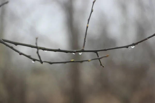 Laat Herfst Mist Zicht — Stockfoto