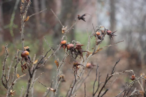 Rowan Bes Close Uitzicht Herfst Achtergrond — Stockfoto