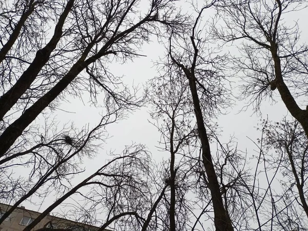 Árvores Inverno Sem Folhas Céu Azul — Fotografia de Stock