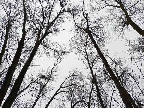 葉も青空もない冬の木 — ストック写真