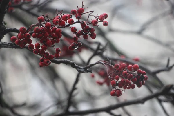 Rowan Berry Close Προβολή Φόντο Φθινόπωρο — Φωτογραφία Αρχείου