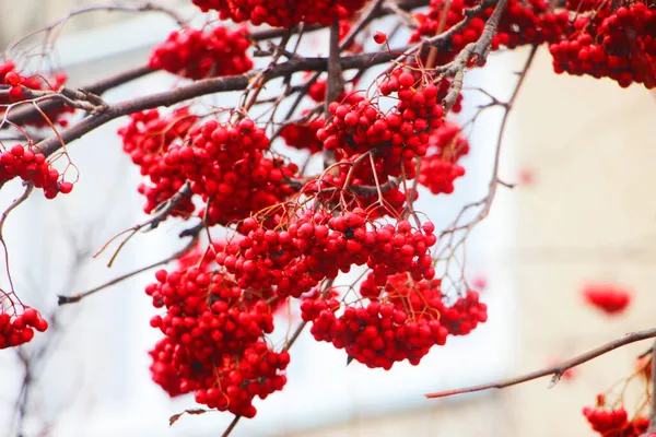 Baies Rowan Dans Arbre Hiver — Photo