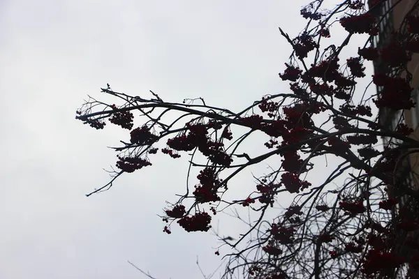 越橘在冬树里 — 图库照片