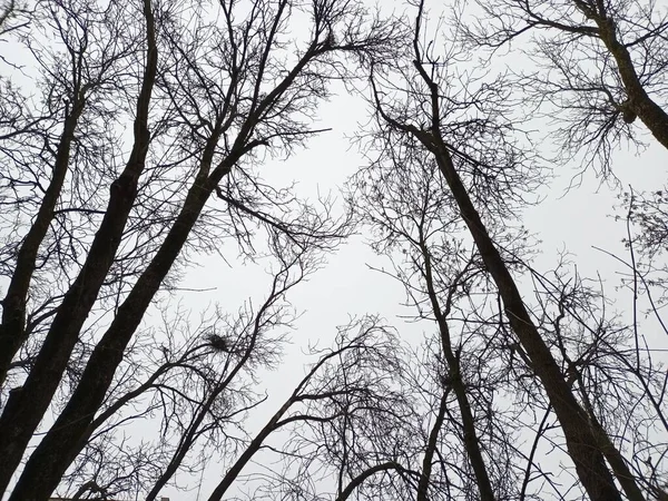 Arbre Tronc Texture Fond Gros Plan Dans Lumière Matin — Photo