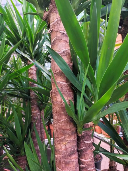 Groene Bloem Van Dichtbij Bekijken — Stockfoto