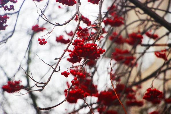 Рябиновые Ягоды Зимнем Дереве — стоковое фото