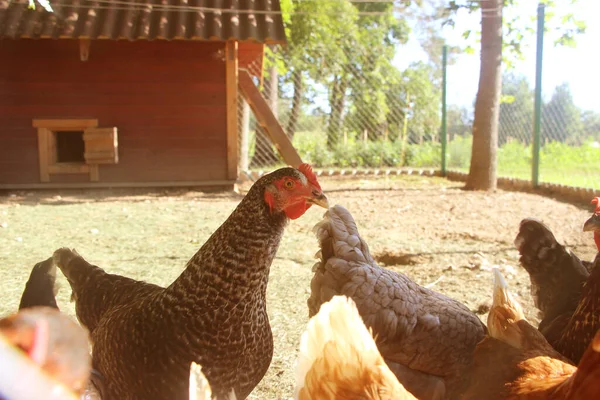Braune Und Graue Hühner Hof Landwirtschaftskonzept — Stockfoto