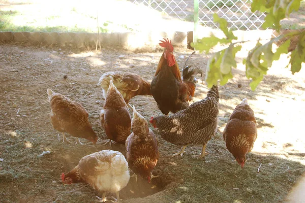 Cock Hen Thefarm Yard Selective Focus — Stock Photo, Image