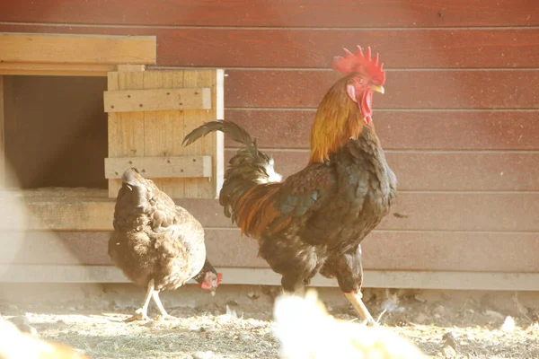 Färgglada Tupp Eller Slåss Kuk Gården — Stockfoto