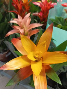 Güzel botanik fotoğrafı, doğal duvar kağıdı.