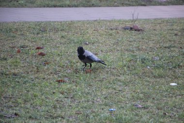 Büyük siyah karga yerde yürüyor.