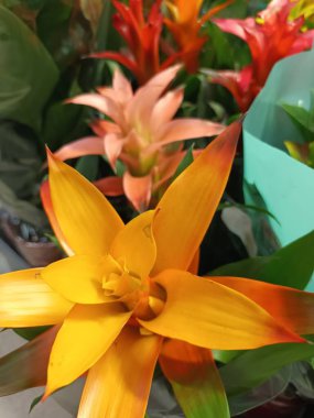 Güzel botanik fotoğrafı, doğal duvar kağıdı.