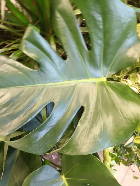 Güzel yeşil bitki yapraklarının manzarasını kapat