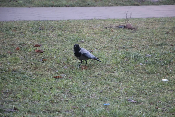 Büyük siyah karga yerde yürüyor.