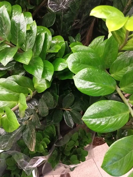 Close Uitzicht Prachtige Groene Plantenbladeren — Stockfoto