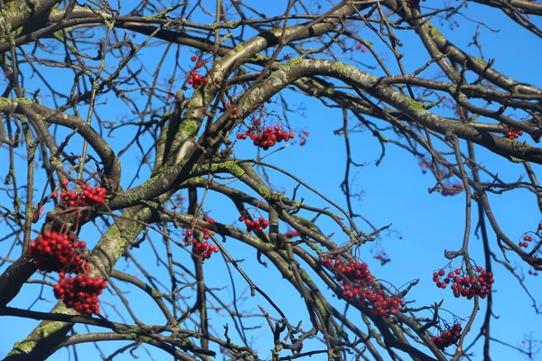 Κόκκινα Μούρα Στο Δέντρο Φόντο Μπλε Ουρανού — Φωτογραφία Αρχείου