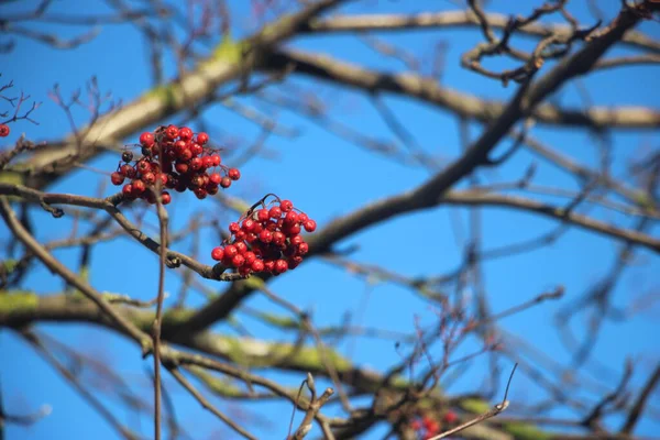 Red Berries Tree Blue Sky Background — Stock Photo, Image