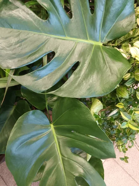 Крупним Планом Вид Красиве Зелене Листя Рослини — стокове фото