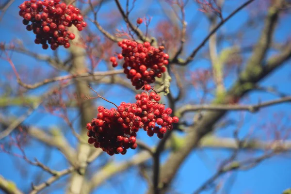 Bacche Rosse Sull Albero Sullo Sfondo Del Cielo Blu — Foto Stock