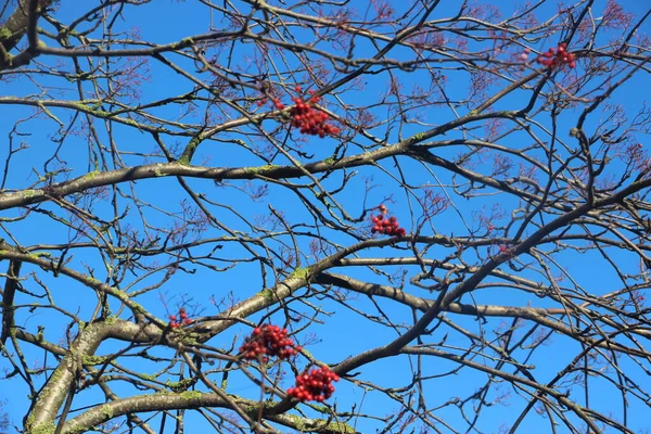 Bayas Rojas Árbol Contra Fondo Azul Del Cielo —  Fotos de Stock