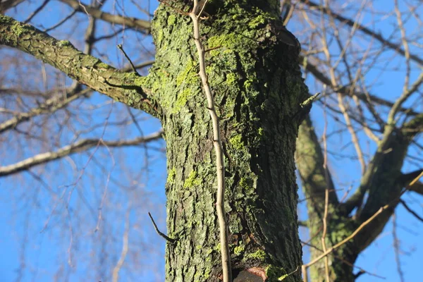 Winter Kahle Bäume Vor Himmelshintergrund — Stockfoto