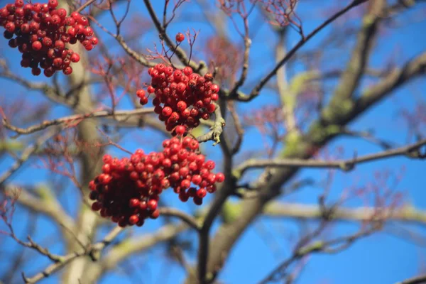 Rote Beeren Auf Dem Baum Vor Blauem Himmel Hintergrund — Stockfoto