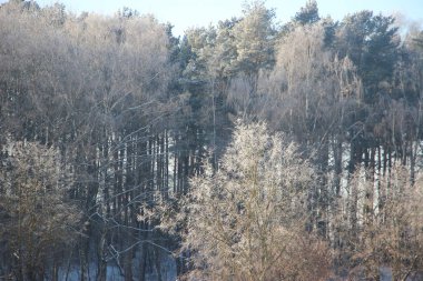 Mavi gökyüzü görünümüne karşı ağaç tepeleri 