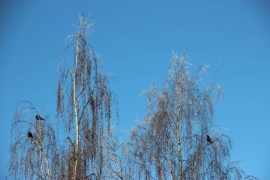 karla kaplı ağaç tepeleri ve bir karga