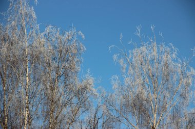 Mavi gökyüzü görünümüne karşı ağaç tepeleri 