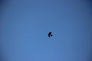 Mavi gökyüzünde kuş bakışı