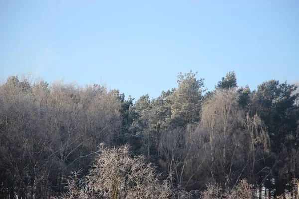 Boomtoppen Tegen Blauwe Hemel Uitzicht — Stockfoto