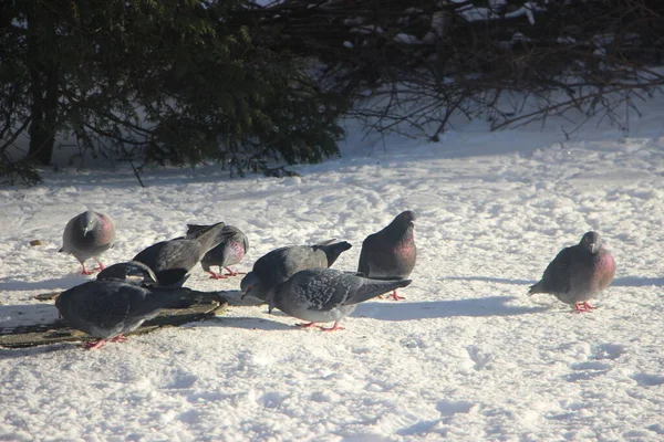 Doves Outdoor View Winter — Stockfoto