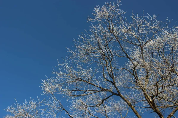 Träd Toppar Mot Blå Himmel — Stockfoto