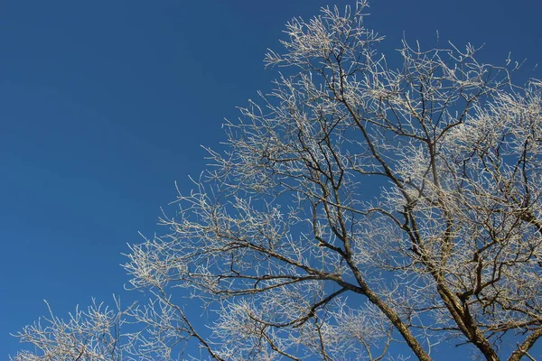 Baumwipfel Vor Blauem Himmel — Stockfoto