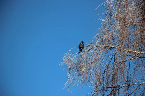 Snow Covered Tree Tops Crow — Stock Photo, Image