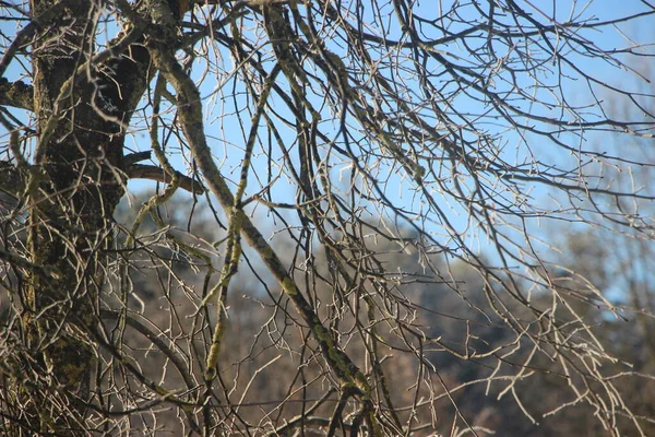 Tree Tops Blue Sky View — Stockfoto