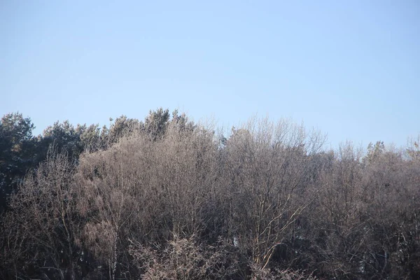 青い空の景色と木の上 — ストック写真