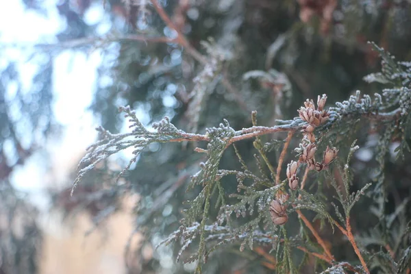 クリスマスツリーの枝を閉じるビュー — ストック写真