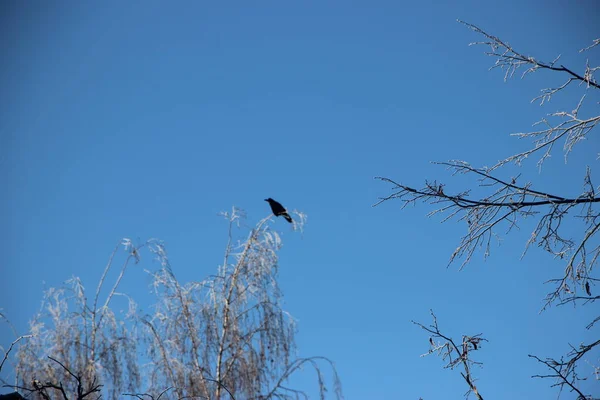 Snow Covered Tree Tops Crow — Stock Photo, Image